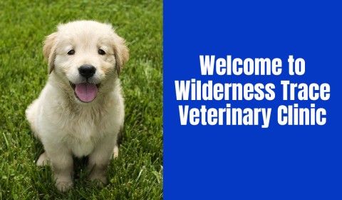 Welcome to Wilderness Trace Veterinary Clinic
