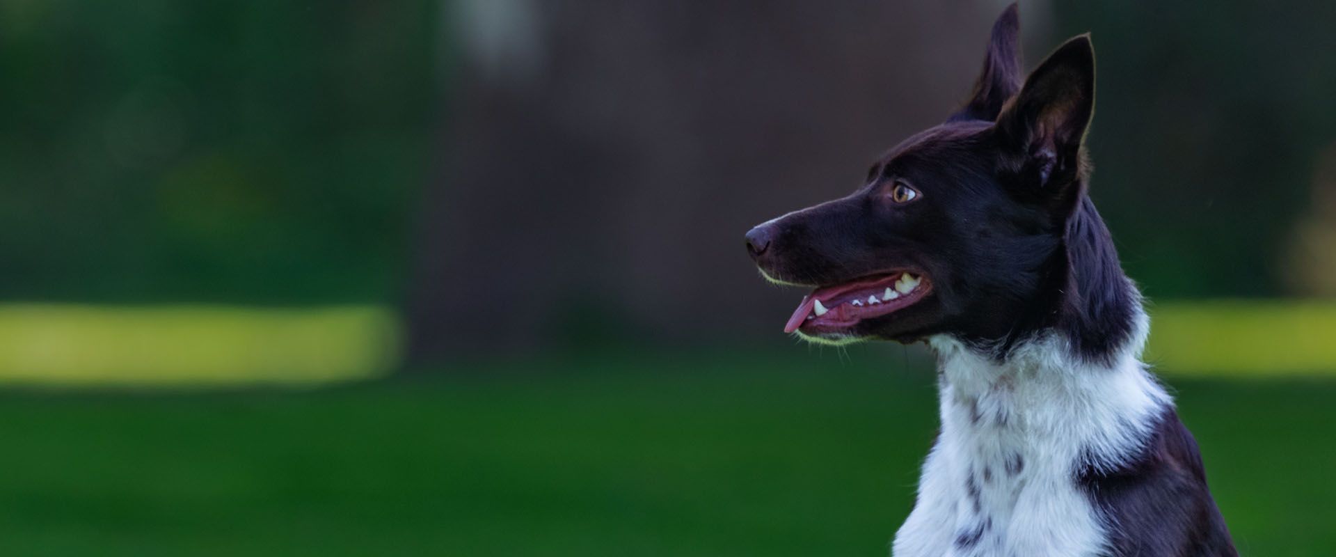 border collie outdoor at park field