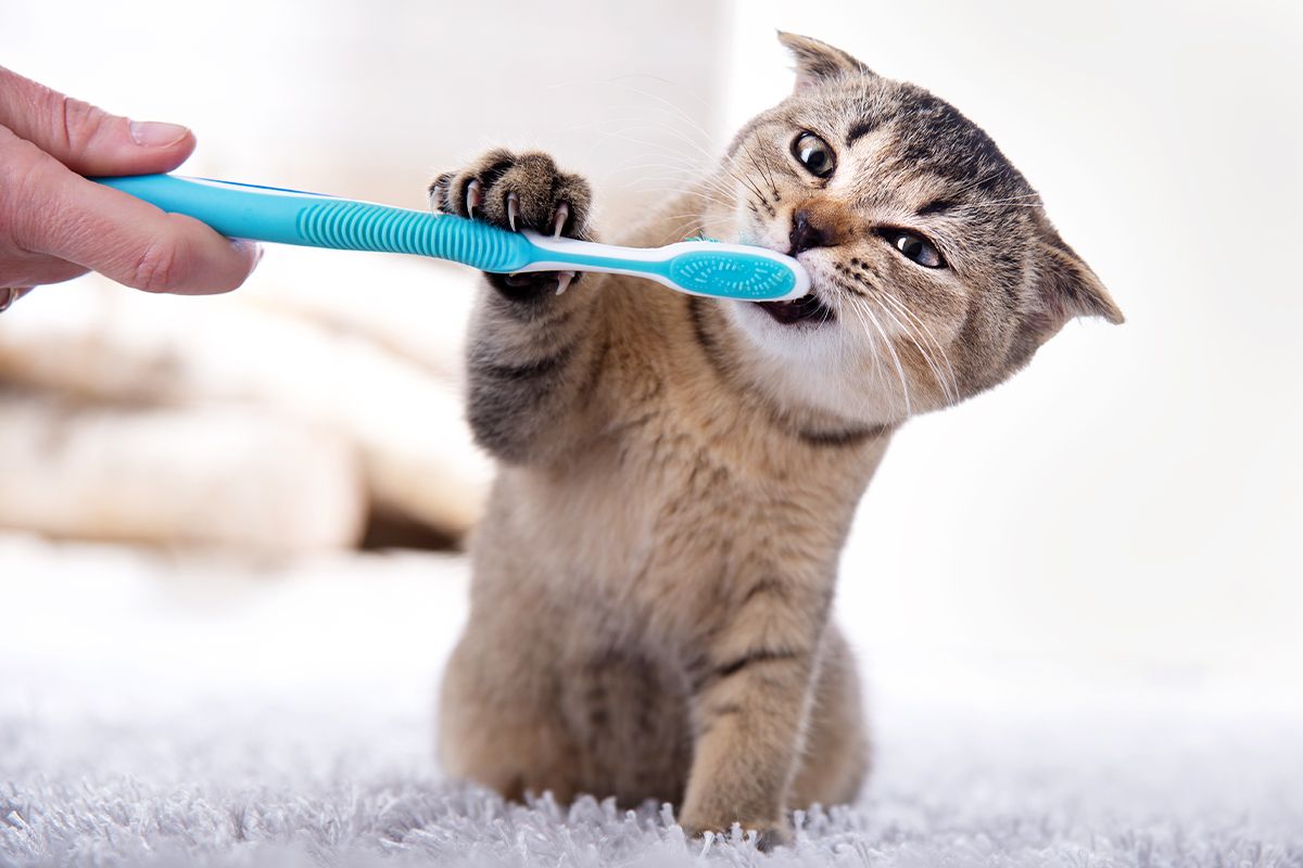 cat bitting a toothbrush