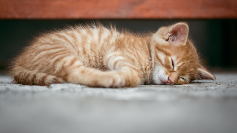 Why Kittens Need Feline Leukemia Prevention