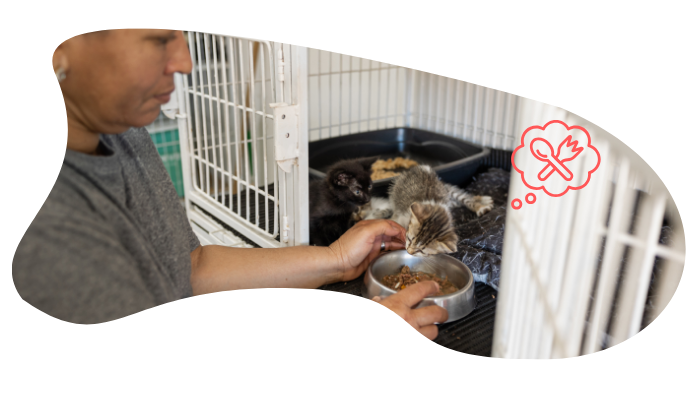 Former shelter kittens receiving veterinary care