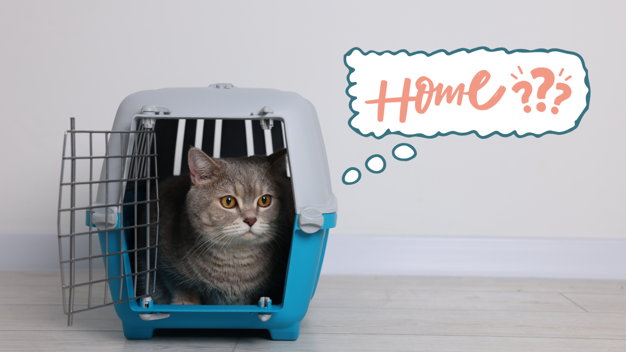 New cat arriving home stepping out of its carrier in Junction City, KY