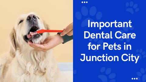 Important Dental Care for Pets in Junction City