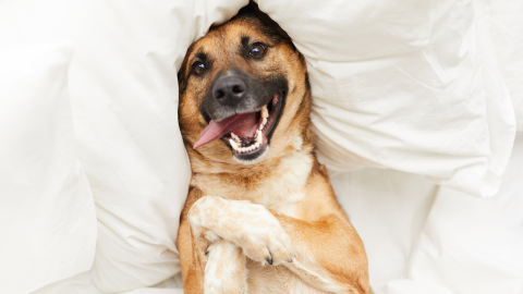 How Cold Laser Therapy Can Relieve Your Pet’s Pain