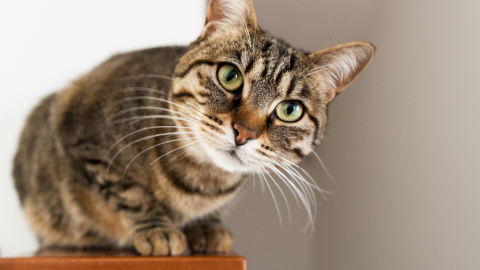 Should You Microchip Your Indoor Cat?