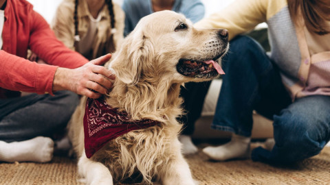 How to Spot Dental Pain in Pets: Signs You Shouldn’t Ignore