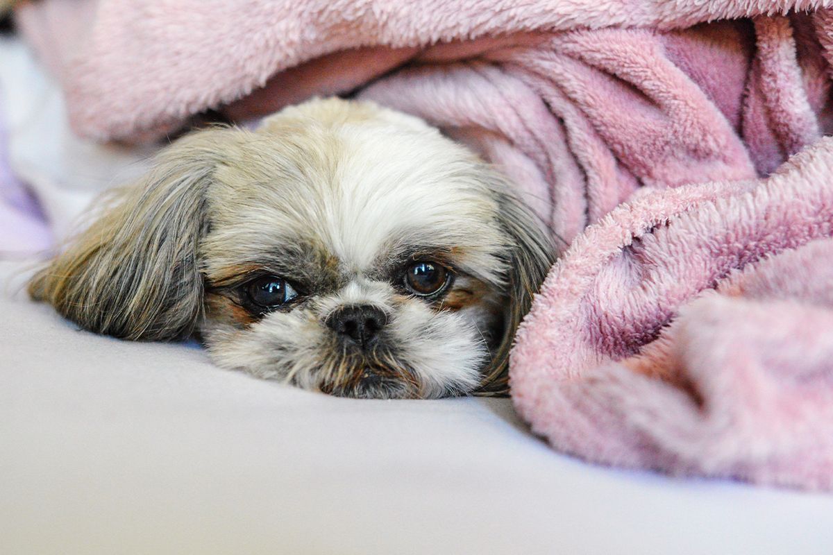 dog sleeping with a blanket