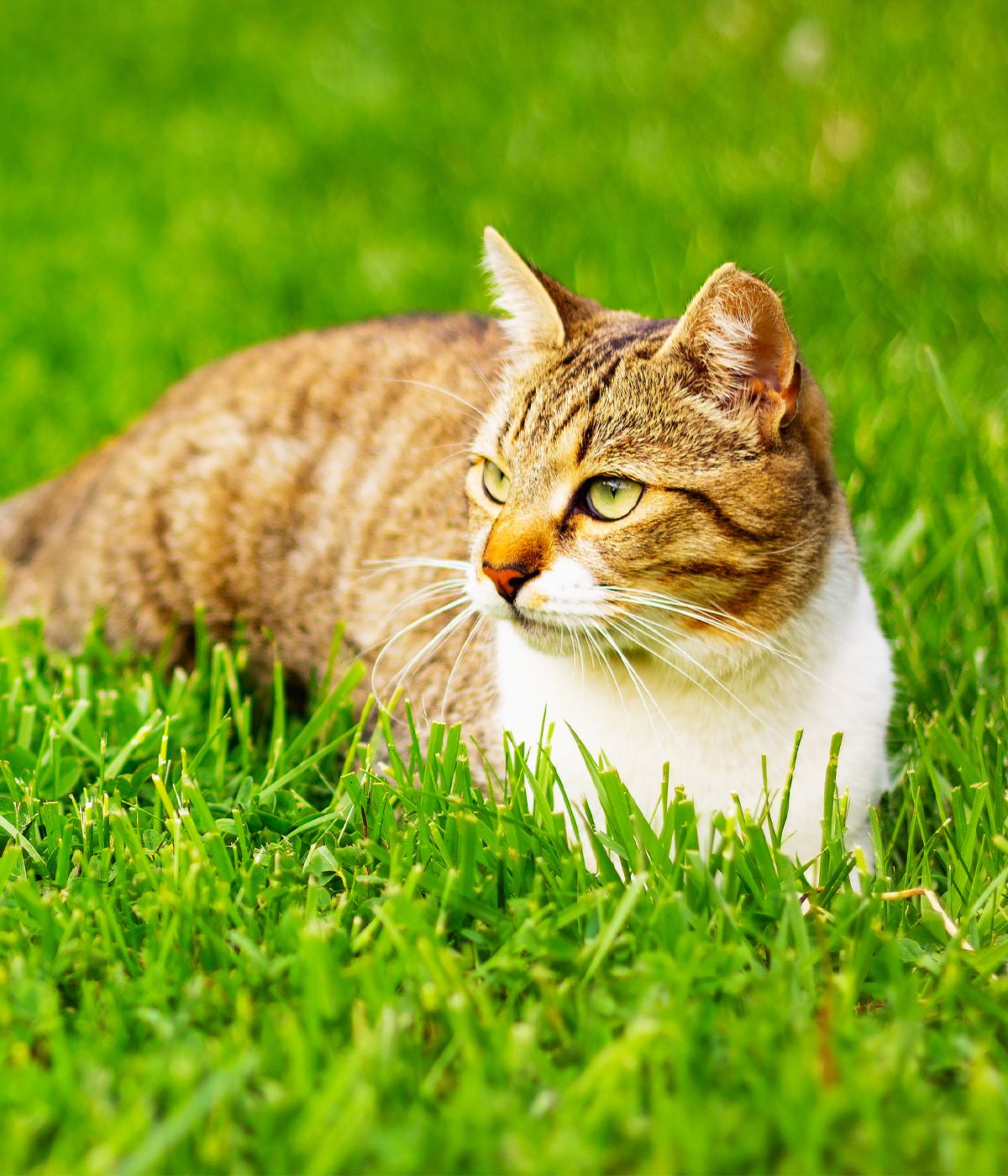 striped adult cat resting on green grass