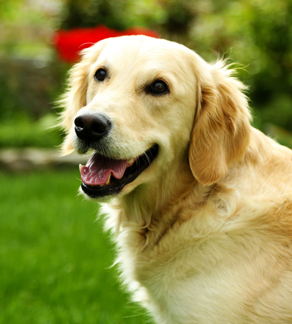 smiling golden retriever dog in the backyard