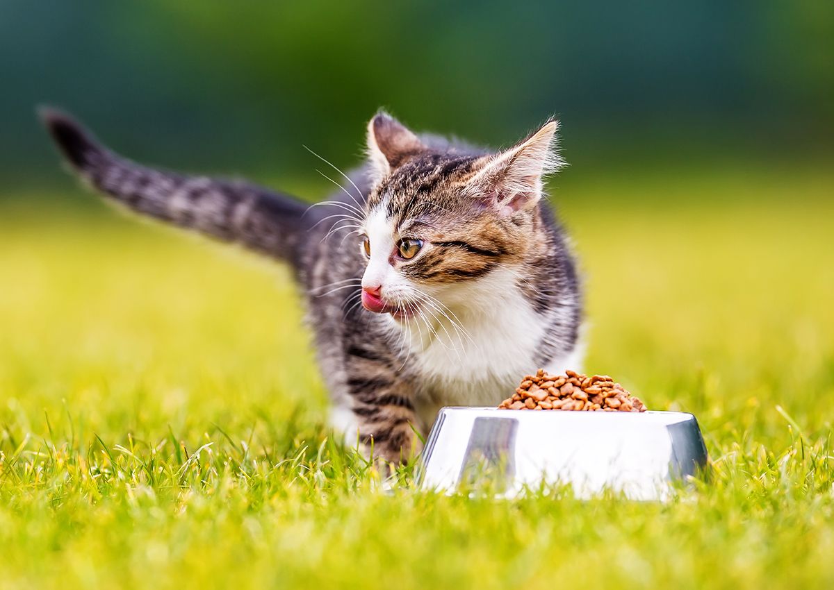 cute cat eating in the garden