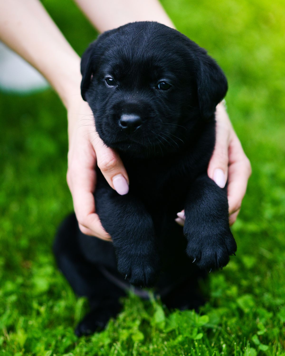 black labrador puppy on green grass